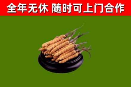 台山市回收散虫草